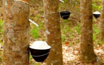 Ngày 1/4: Giá cao su thế giới giằng co khi giá dầu chưa bình ổn trở lại