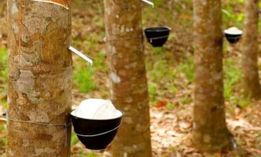 Ngày 1/4: Giá cao su thế giới giằng co khi giá dầu chưa bình ổn trở lại