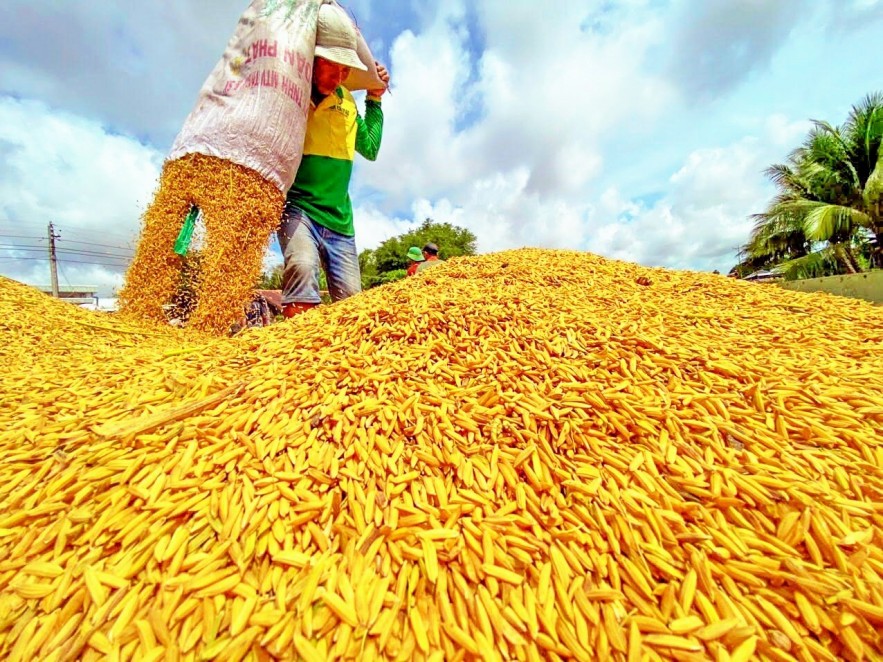 Ngày 1/4: Giá lúa tại Đồng bằng sông Cửu Long biến động, gạo đi ngang