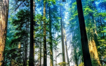 Việt Nam năm 2025 có gần 15 triệu ha rừng, tỷ lệ che phủ đạt hơn 42%