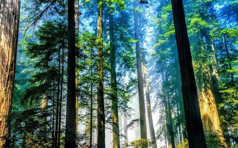 Việt Nam năm 2025 có gần 15 triệu ha rừng, tỷ lệ che phủ đạt hơn 42%