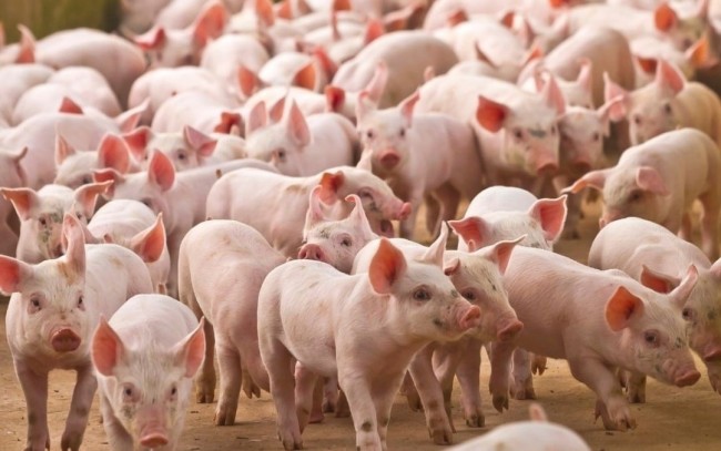 Ngày 2/4: Giá heo hơi tại miền Bắc và miền Trung tiếp đà tăng mạnh