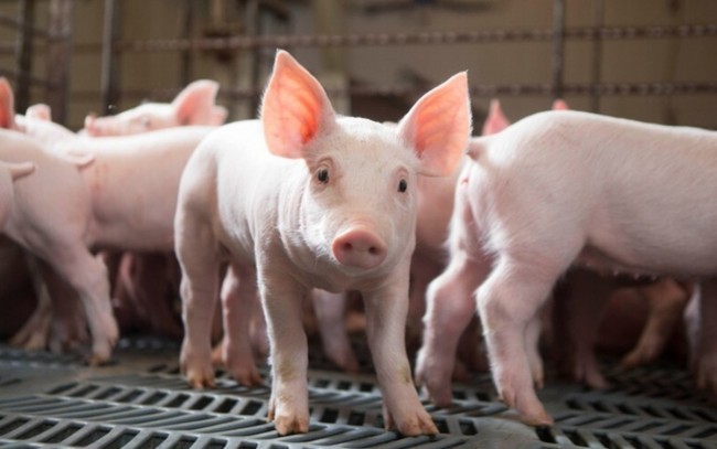 Ngày 3/4: Giá heo hơi tiếp tục tăng tốc ở nhiều nơi