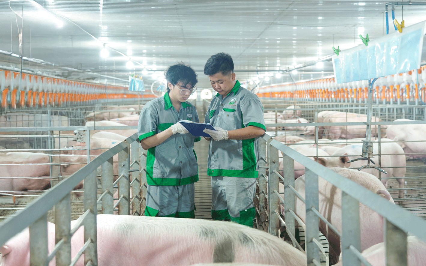 BAF: Tăng tốc chuẩn hóa, mở đường cho đột phá lợi nhuận 2026