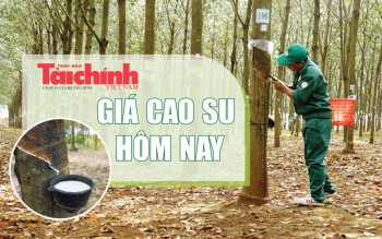 Ngày 5/4: Giá cao su tại các thị trường chủ chốt đồng loạt tăng tốc