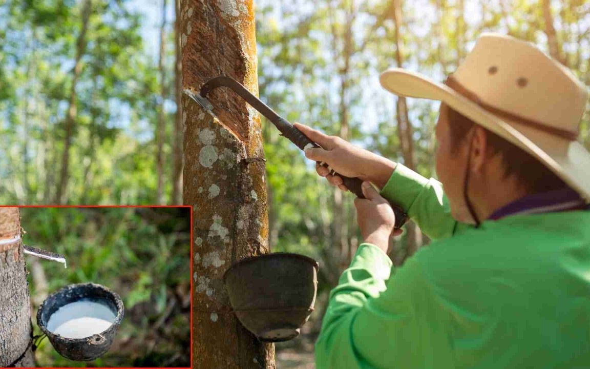 Ngày 6/4: Giá cao su thế giới biến động trái chiều, trong nước “án binh” bất động