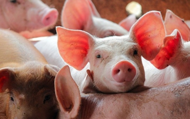 Ngày 7/4: Giá heo hơi tại miền Trung và miền Nam tiếp đà tăng