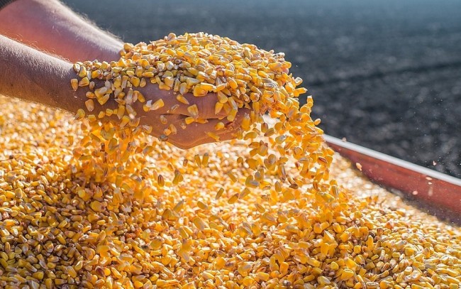 Nguồn cung dồi dào, giá cà phê và ngô chịu áp lực giảm