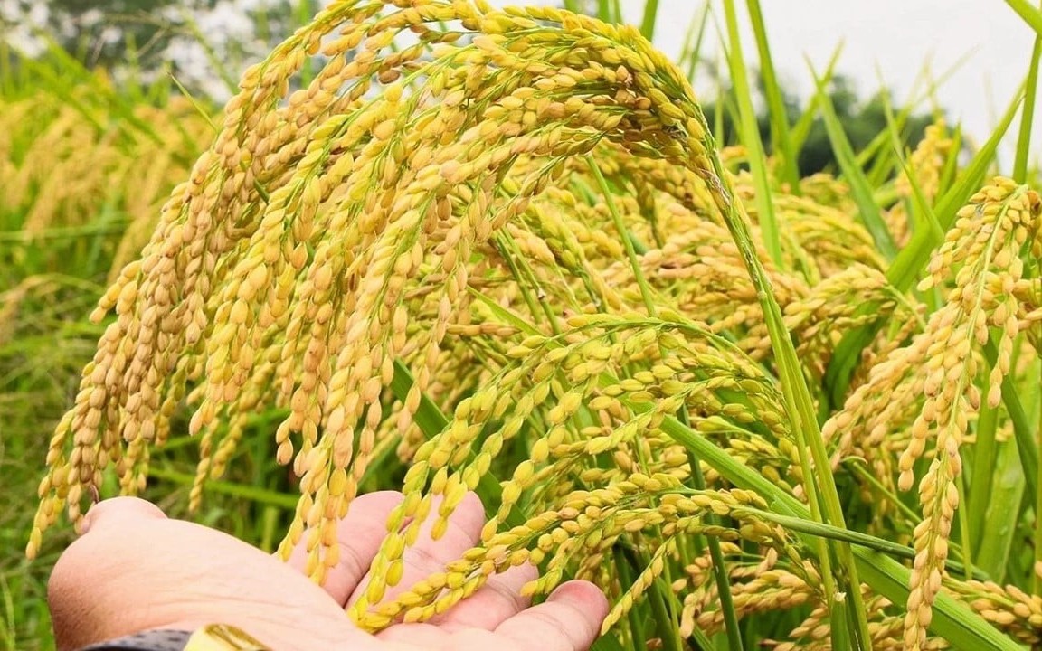 Ngày 9/4: Giá lúa tươi tại Đồng bằng sông Cửu Long phục hồi tích cực