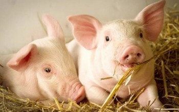 Ngày 10/4: Giá heo hơi giao dịch trong khoảng 63.000 - 69.000 đồng/kg