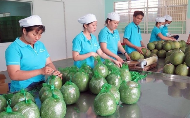 Australia công bố điều kiện nhập khẩu bưởi tươi Việt Nam