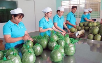 Australia công bố điều kiện nhập khẩu bưởi tươi Việt Nam