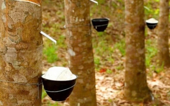 Ngày 11/4: Giá cao su thế giới trái ngược giữa các sàn lớn, trong nước "đứng im"