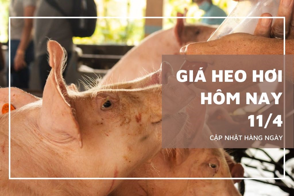 Ngày 11/4: Giá heo hơi tại miền Bắc và miền Trung có xu hướng giảm