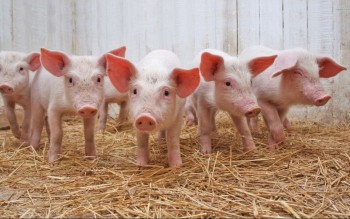 Ngày 13/4: Giá heo hơi tại miền Bắc và miền Trung điều chỉnh trái chiều