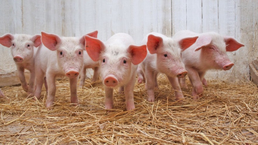 Ngày 13/4: Giá heo hơi tại miền Bắc và miền Trung điều chỉnh trái chiều