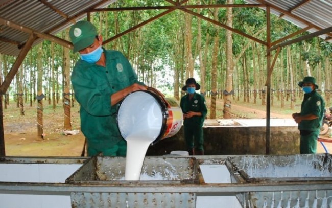 Ngày 15/4: Giá cao su tại Nhật Bản giảm phiên thứ 4 liên tiếp