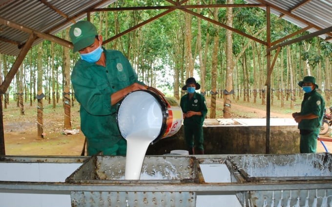 Ngày 15/4: Giá cao su tại Nhật Bản giảm phiên thứ 4 liên tiếp