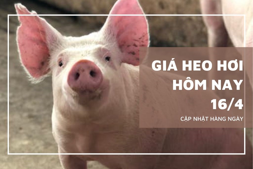 Ngày 16/4: Giá heo hơi tại miền Nam tiếp đà tăng Ngày 16/4: Giá heo hơi tại miền Nam tiếp đà tăng