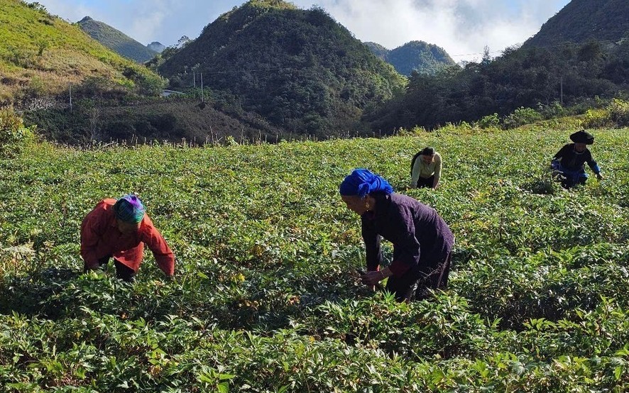 Lai Châu giàu lợi thế phát triển nông nghiệp hàng hóa, dược liệu