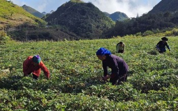 Lai Châu giàu lợi thế phát triển nông nghiệp hàng hóa, dược liệu