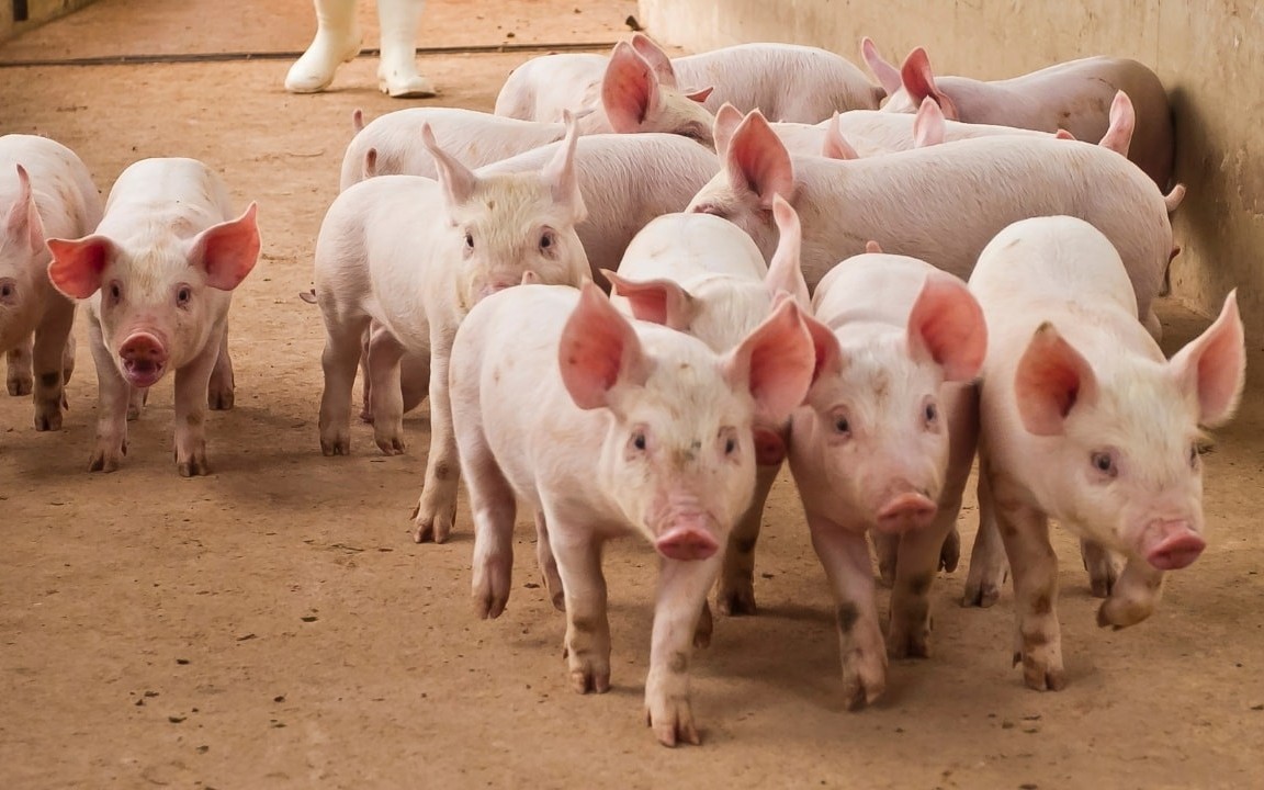 Ngày 17/4: Giá heo hơi dao động từ 63.000 đồng/kg đến 69.000 đồng/kg