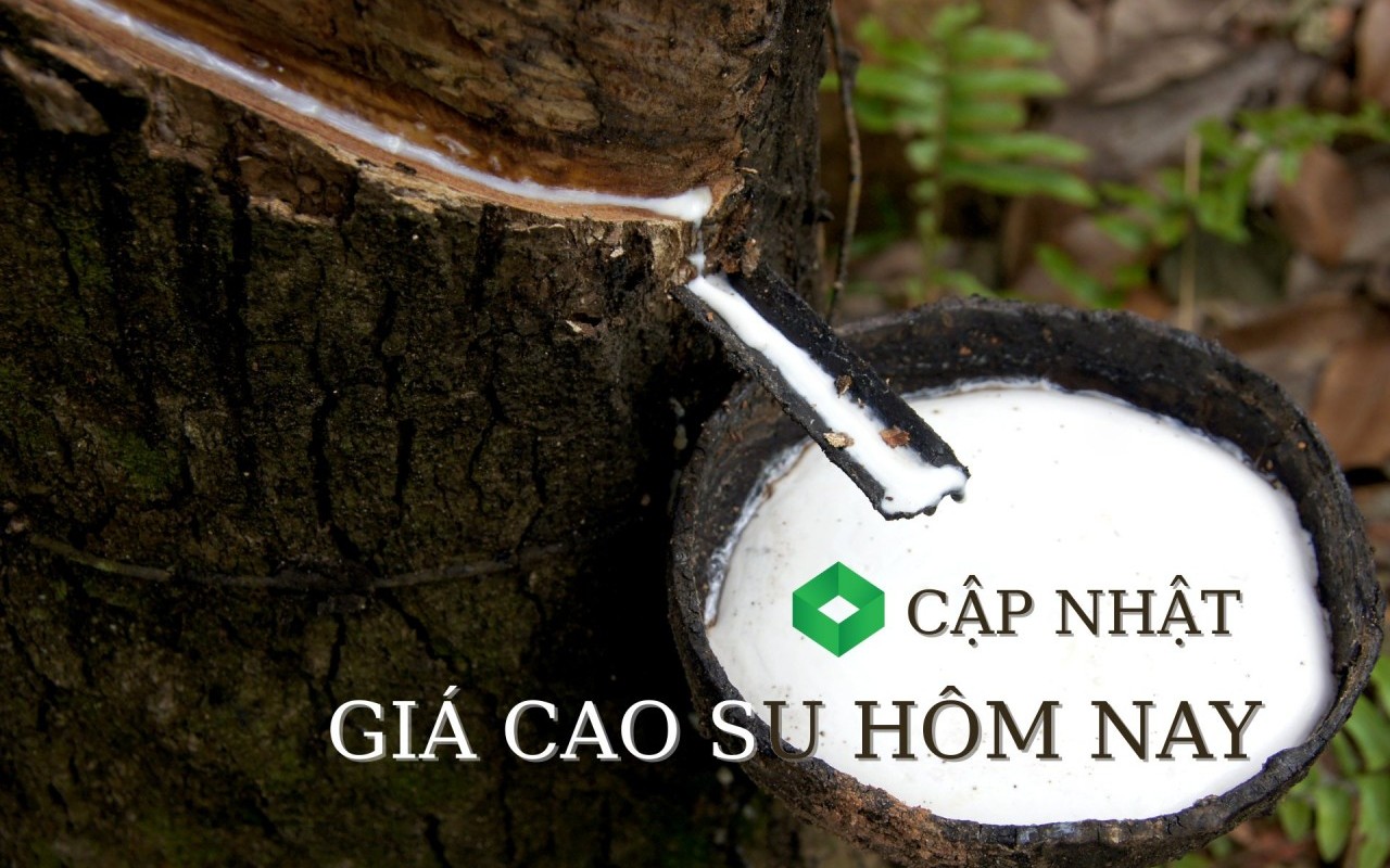 Ngày 18/4: Giá cao su thế giới đồng loạt tăng