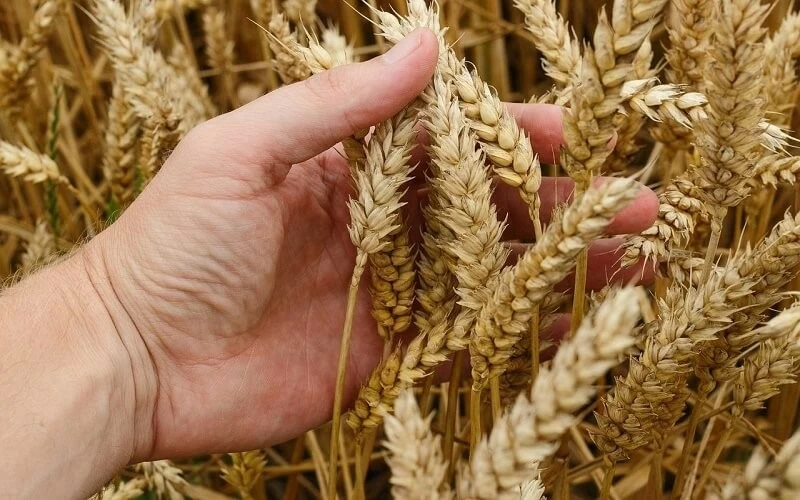 Nguồn cung đối mặt rủi ro khiến giá lúa mì tăng mạnh