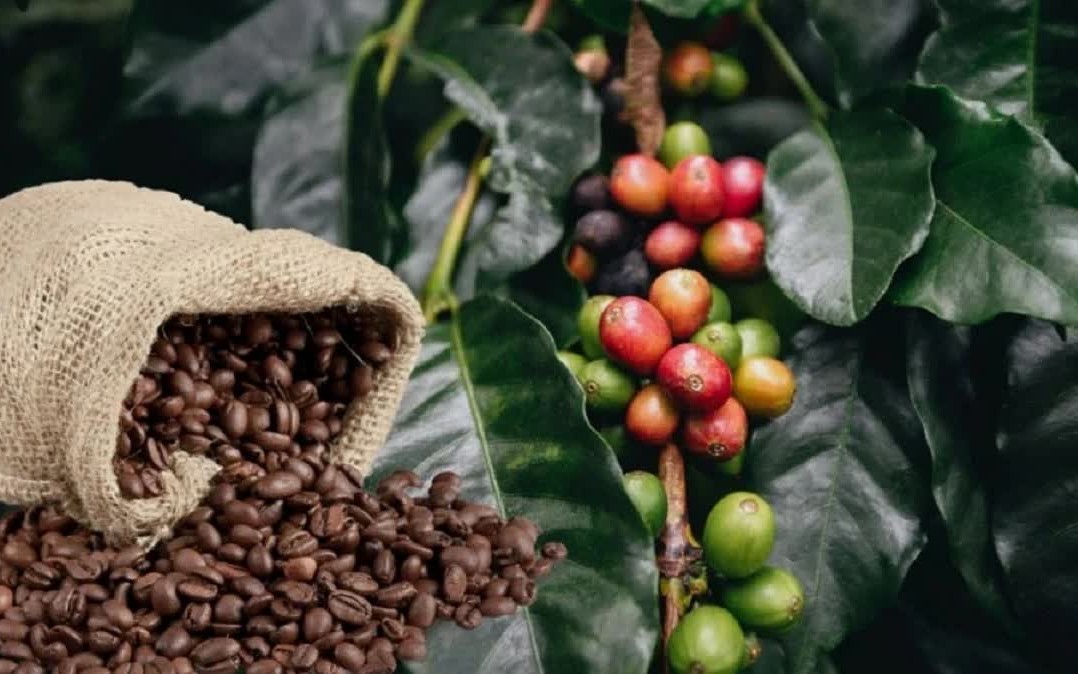 Ngày 19/4: Giá cà phê tiếp đà lao dốc, hồ tiêu neo cao sau chuỗi tăng