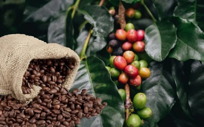 Ngày 19/4: Giá cà phê tiếp đà lao dốc, hồ tiêu neo cao sau chuỗi tăng
