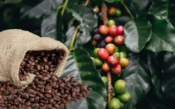 Ngày 19/4: Giá cà phê tiếp đà lao dốc, hồ tiêu neo cao sau chuỗi tăng