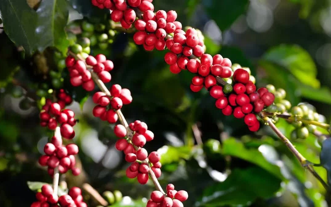 Ngày 20/4: Giá cà phê tiếp tục xu hướng giảm, hồ tiêu phục hồi