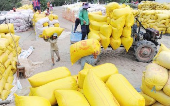 Chi phí tăng cao, tạo áp lực phục hồi giá gạo