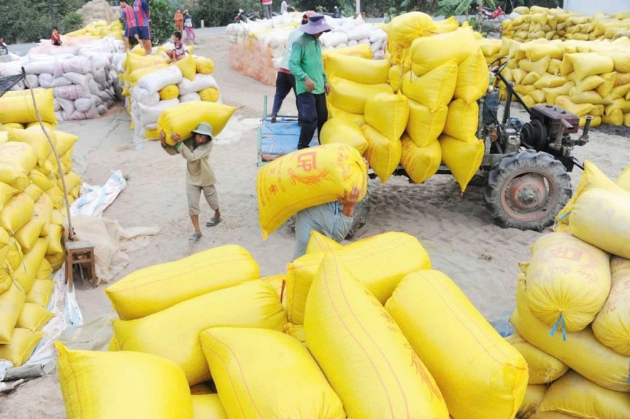 Chi phí tăng cao, tạo áp lực phục hồi giá gạo Chi phí tăng cao, tạo áp lực phục hồi giá gạo