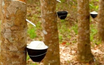 Ngày 22/4: Giá cao su tại Nhật Bản, Trung Quốc và Singapore bật tăng