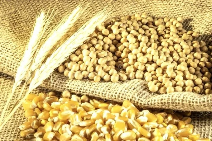 Giá ngô khởi sắc nhờ yếu tố cung - cầu, dầu đậu tương lập đỉnh 3 năm