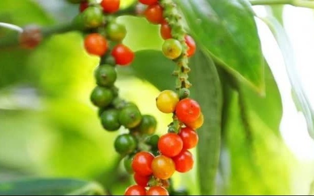 Ngày 23/4: Giá tiêu bật tăng mạnh, cà phê quay đầu giảm