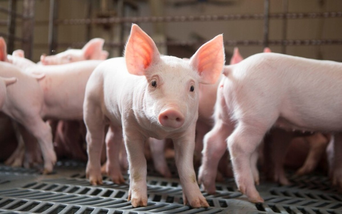 Ngày 23/4: Giá heo hơi tại miền Nam điều chỉnh tăng