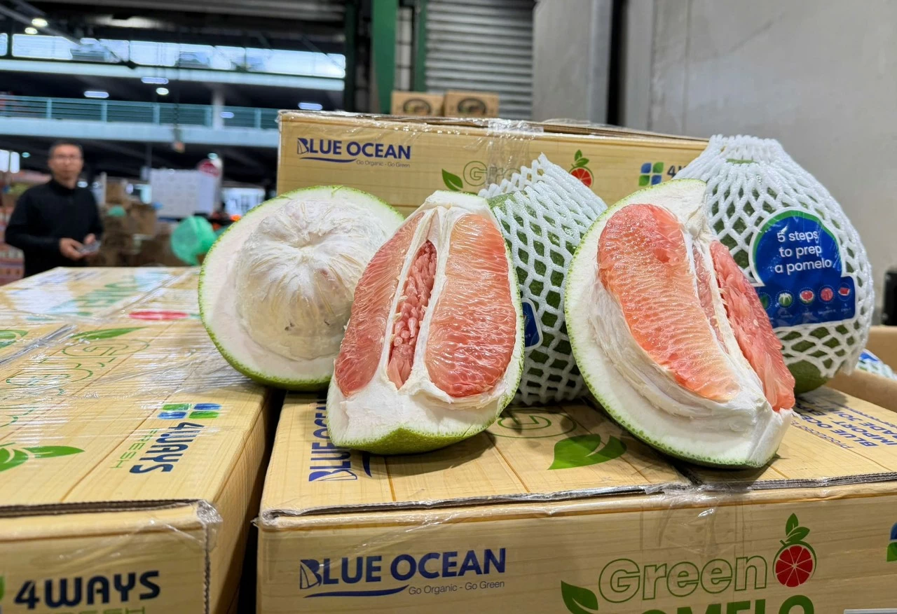 Bưởi tươi của Việt Nam đã thông quan và vào được thị trường Australia Bưởi tươi của Việt Nam đã thông quan và vào được thị trường Australia