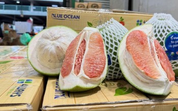 Bưởi tươi của Việt Nam đã thông quan vào được thị trường Australia