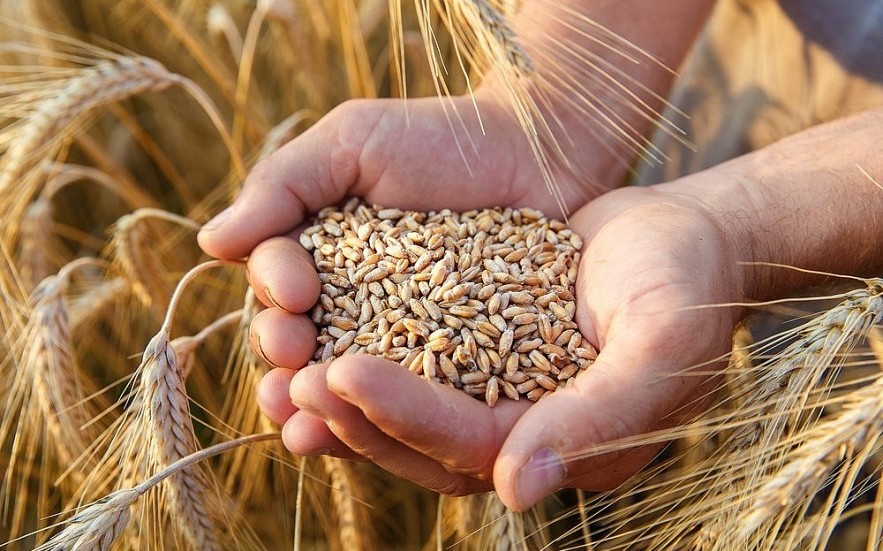 Giá lúa mì dẫn dắt đà tăng của toàn thị trường