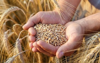 Giá lúa mì dẫn dắt đà tăng của toàn thị trường