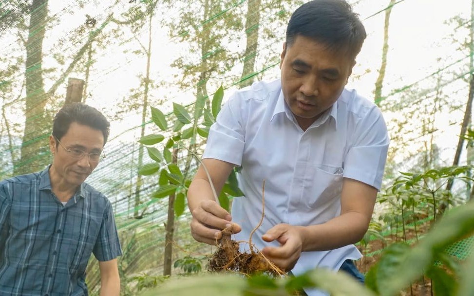 Lai Châu tìm “lối mở” cho nông nghiệp xanh, sâm và dược liệu dẫn dắt tăng trưởng
