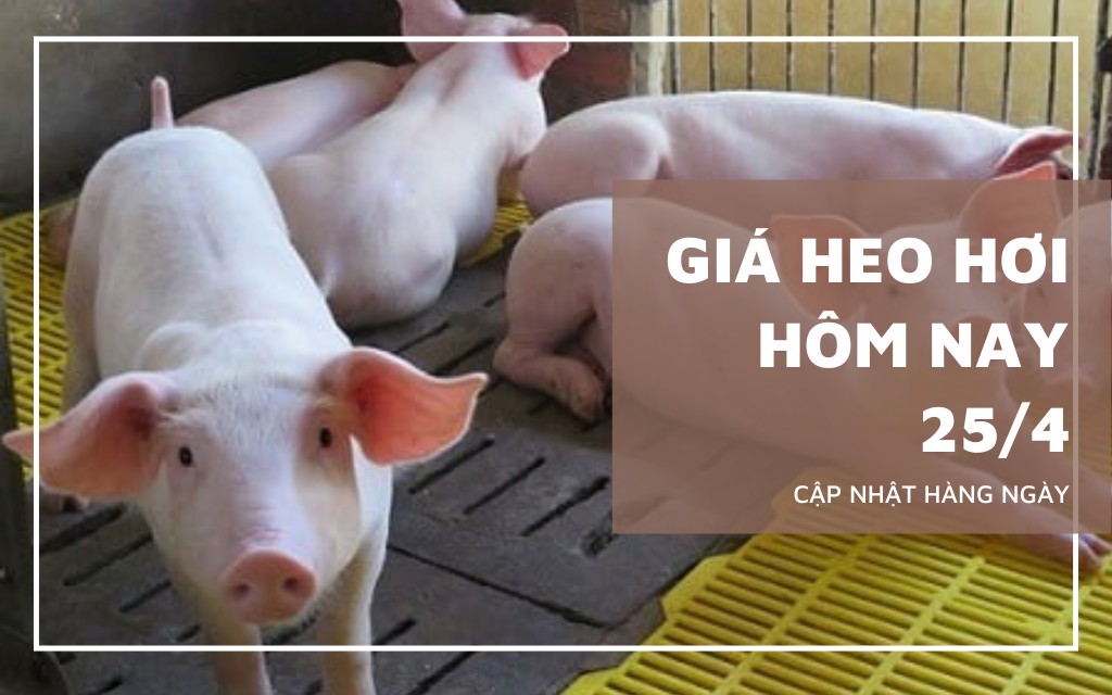 Ngày 25/4: Giá heo hơi tăng nhẹ tại một số địa phương