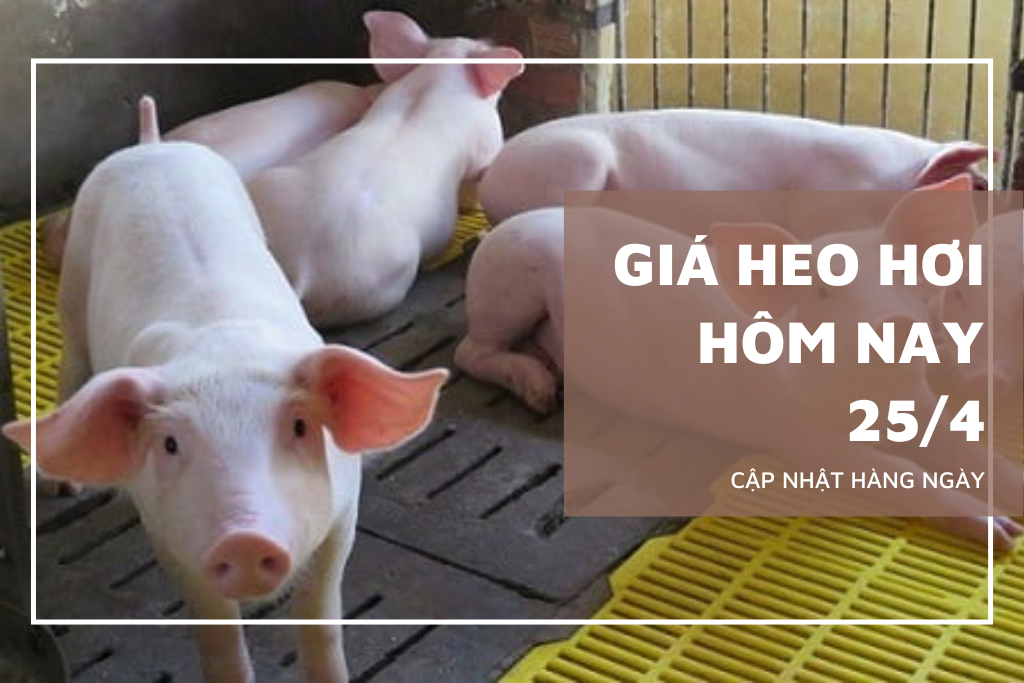 Ngày 25/4: Giá heo hơi tăng nhẹ tại một số địa phương