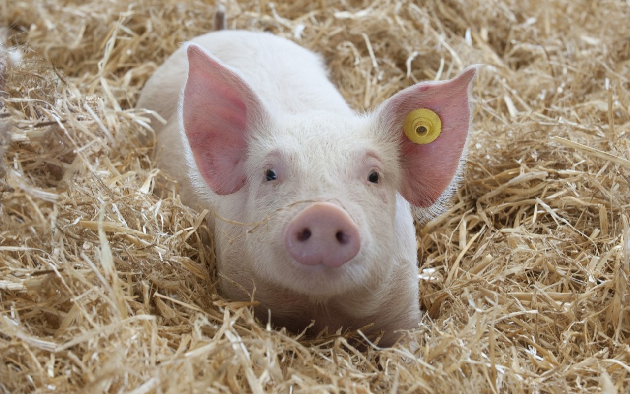 Ngày 26/4: Giá heo hơi giao dịch ở mức 63.000 - 69.000 đồng/kg