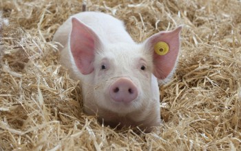 Ngày 26/4: Giá heo hơi giao dịch ở mức 63.000 - 69.000 đồng/kg