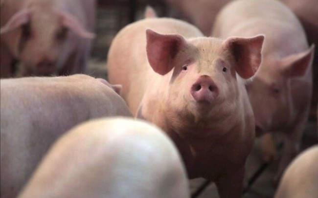 Ngày 27/4: Giá heo hơi duy trì ở mức 63.000 - 69.000 đồng/kg