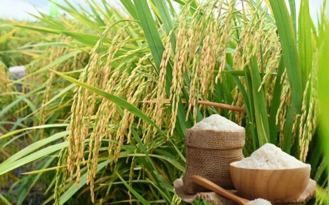 Ngày 27/4: Giá lúa gạo tại Đồng bằng sông Cửu Long sáng đầu tuần ít biến động