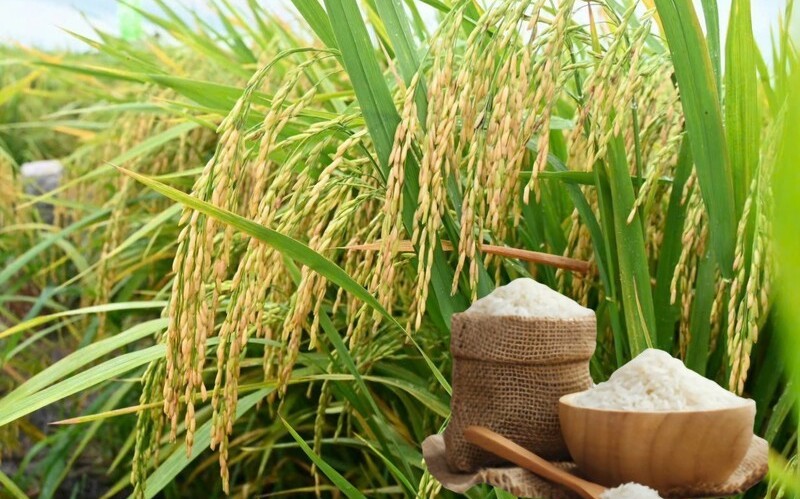 Ngày 27/4: Giá lúa gạo tại Đồng bằng sông Cửu Long sáng đầu tuần ít biến động